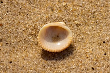 Küçük, parlak bir deniz salyangozu kabuğu, muhtemelen bir ıvır zıvır ya da Para Kuşu, kaba kahverengi kumların üzerinde duruyor. Güneş 'te cam ya da kristal gibi parlayan tanecikler..