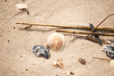 Mavi ve beyaz çizgili küçük bir keşiş yengeci büyük kabukların yanında kaba kum üzerinde sürünür. Sahil hayatı.
