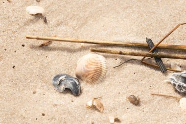 Mavi ve beyaz çizgili küçük bir keşiş yengeci büyük kabukların yanında kaba kum üzerinde sürünür. Sahil hayatı.