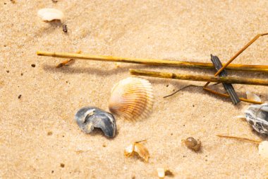 Mavi ve beyaz çizgili küçük bir keşiş yengeci büyük kabukların yanında kaba kum üzerinde sürünür. Sahil hayatı.