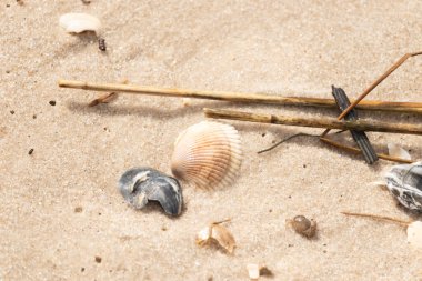 Mavi ve beyaz çizgili küçük bir keşiş yengeci büyük kabukların yanında kaba kum üzerinde sürünür. Sahil hayatı.
