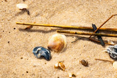 Mavi ve beyaz çizgili küçük bir keşiş yengeci büyük kabukların yanında kaba kum üzerinde sürünür. Sahil hayatı.
