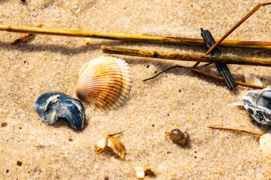 Mavi ve beyaz çizgili küçük bir keşiş yengeci büyük kabukların yanında kaba kum üzerinde sürünür. Sahil hayatı.