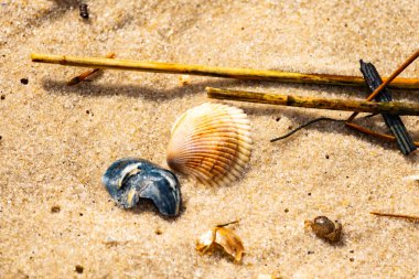 Mavi ve beyaz çizgili küçük bir keşiş yengeci büyük kabukların yanında kaba kum üzerinde sürünür. Sahil hayatı.