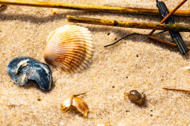 Mavi ve beyaz çizgili küçük bir keşiş yengeci büyük kabukların yanında kaba kum üzerinde sürünür. Sahil hayatı.