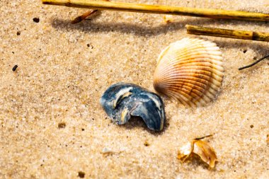 Mavi ve beyaz çizgili küçük bir keşiş yengeci büyük kabukların yanında kaba kum üzerinde sürünür. Sahil hayatı.