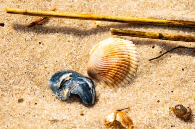 Mavi ve beyaz çizgili küçük bir keşiş yengeci büyük kabukların yanında kaba kum üzerinde sürünür. Sahil hayatı.