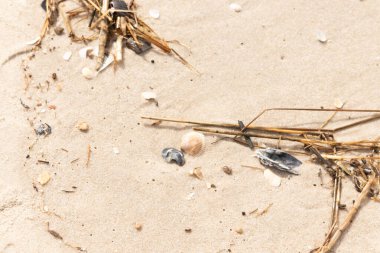 Kabuklu midye kabuğu (muhtemelen Dinokardiyum robüstum) ve koyu mavi bir kabuk parçası dağınık dalları ve enkazları olan kaba kum üzerinde yatar. Plaj dokusu.