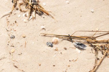 Kabuklu midye kabuğu (muhtemelen Dinokardiyum robüstum) ve koyu mavi bir kabuk parçası dağınık dalları ve enkazları olan kaba kum üzerinde yatar. Plaj dokusu.