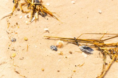 Kabuklu midye kabuğu (muhtemelen Dinokardiyum robüstum) ve koyu mavi bir kabuk parçası dağınık dalları ve enkazları olan kaba kum üzerinde yatar. Plaj dokusu.