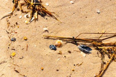 Kabuklu midye kabuğu (muhtemelen Dinokardiyum robüstum) ve koyu mavi bir kabuk parçası dağınık dalları ve enkazları olan kaba kum üzerinde yatar. Plaj dokusu.