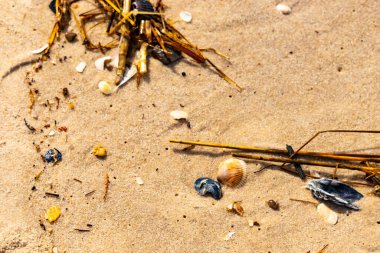 Kabuklu midye kabuğu (muhtemelen Dinokardiyum robüstum) ve koyu mavi bir kabuk parçası dağınık dalları ve enkazları olan kaba kum üzerinde yatar. Plaj dokusu.