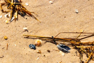 Kabuklu midye kabuğu (muhtemelen Dinokardiyum robüstum) ve koyu mavi bir kabuk parçası dağınık dalları ve enkazları olan kaba kum üzerinde yatar. Plaj dokusu.