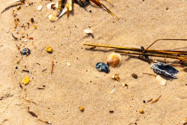 Kabuklu midye kabuğu (muhtemelen Dinokardiyum robüstum) ve koyu mavi bir kabuk parçası dağınık dalları ve enkazları olan kaba kum üzerinde yatar. Plaj dokusu.