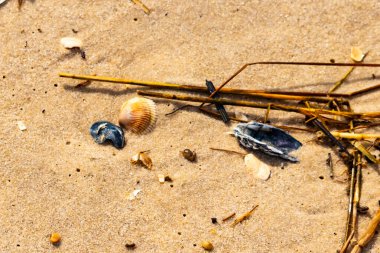 Kabuklu midye kabuğu (muhtemelen Dinokardiyum robüstum) ve koyu mavi bir kabuk parçası dağınık dalları ve enkazları olan kaba kum üzerinde yatar. Plaj dokusu.
