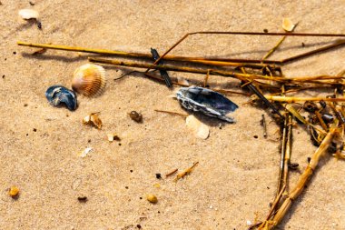 Kabuklu midye kabuğu (muhtemelen Dinokardiyum robüstum) ve koyu mavi bir kabuk parçası dağınık dalları ve enkazları olan kaba kum üzerinde yatar. Plaj dokusu.