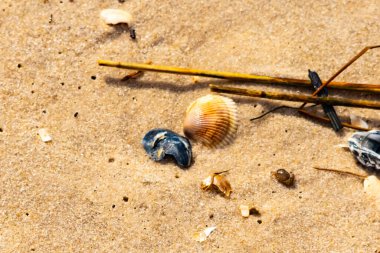Kabuklu midye kabuğu (muhtemelen Dinokardiyum robüstum) ve koyu mavi bir kabuk parçası dağınık dalları ve enkazları olan kaba kum üzerinde yatar. Plaj dokusu.