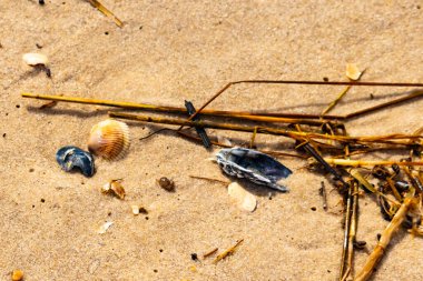 Kabuklu midye kabuğu (muhtemelen Dinokardiyum robüstum) ve koyu mavi bir kabuk parçası dağınık dalları ve enkazları olan kaba kum üzerinde yatar. Plaj dokusu.