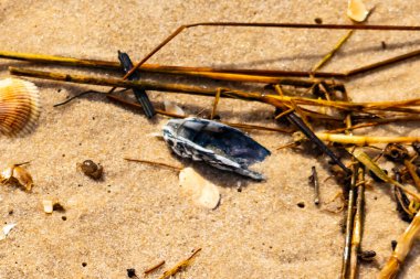 Kabuklu midye kabuğu (muhtemelen Dinokardiyum robüstum) ve koyu mavi bir kabuk parçası dağınık dalları ve enkazları olan kaba kum üzerinde yatar. Plaj dokusu.