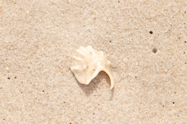 Entrika desenli, açık renkli deniz kabuğu parçası dikenli detaylar kaba, altın kumda yatıyor. Hassas bir sahil keşfine yakın çekim.
