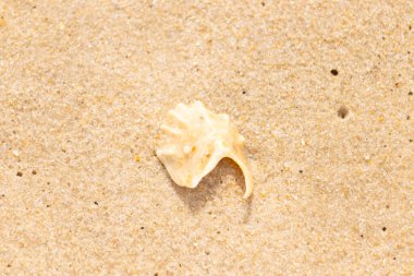 Entrika desenli, açık renkli deniz kabuğu parçası dikenli detaylar kaba, altın kumda yatıyor. Hassas bir sahil keşfine yakın çekim.