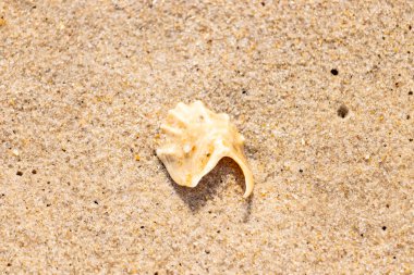 Entrika desenli, açık renkli deniz kabuğu parçası dikenli detaylar kaba, altın kumda yatıyor. Hassas bir sahil keşfine yakın çekim.