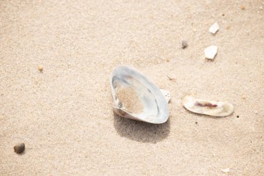 Türlü deniz kabukları desenli altın kuma saçılmış. Okyanus hazinelerinin kıyıya vurduğu yakın plan. Sahil bulguları ve kıyı detayları.