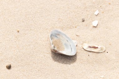Türlü deniz kabukları desenli altın kuma saçılmış. Okyanus hazinelerinin kıyıya vurduğu yakın plan. Sahil bulguları ve kıyı detayları.