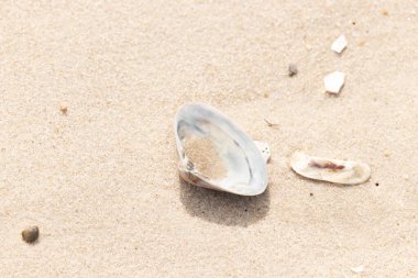 Türlü deniz kabukları desenli altın kuma saçılmış. Okyanus hazinelerinin kıyıya vurduğu yakın plan. Sahil bulguları ve kıyı detayları.