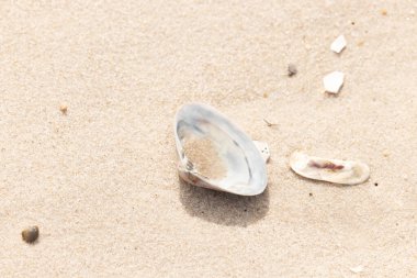 Türlü deniz kabukları desenli altın kuma saçılmış. Okyanus hazinelerinin kıyıya vurduğu yakın plan. Sahil bulguları ve kıyı detayları.