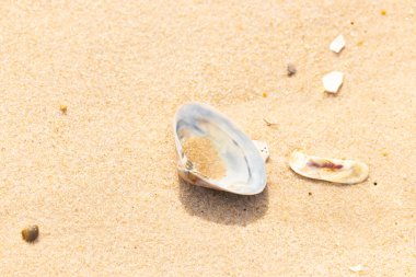 Türlü deniz kabukları desenli altın kuma saçılmış. Okyanus hazinelerinin kıyıya vurduğu yakın plan. Sahil bulguları ve kıyı detayları.