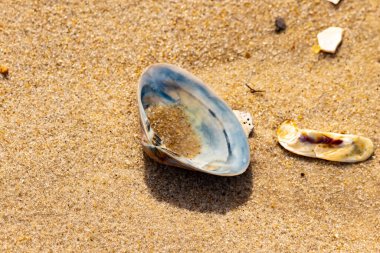 Türlü deniz kabukları desenli altın kuma saçılmış. Okyanus hazinelerinin kıyıya vurduğu yakın plan. Sahil bulguları ve kıyı detayları.