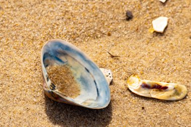 Türlü deniz kabukları desenli altın kuma saçılmış. Okyanus hazinelerinin kıyıya vurduğu yakın plan. Sahil bulguları ve kıyı detayları.