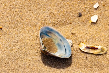 Türlü deniz kabukları desenli altın kuma saçılmış. Okyanus hazinelerinin kıyıya vurduğu yakın plan. Sahil bulguları ve kıyı detayları.