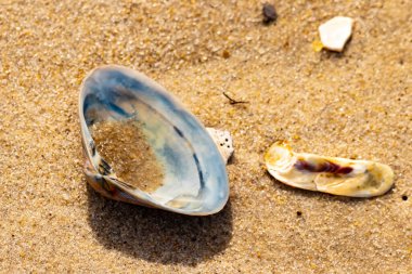 Türlü deniz kabukları desenli altın kuma saçılmış. Okyanus hazinelerinin kıyıya vurduğu yakın plan. Sahil bulguları ve kıyı detayları.