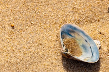 Türlü deniz kabukları desenli altın kuma saçılmış. Okyanus hazinelerinin kıyıya vurduğu yakın plan. Sahil bulguları ve kıyı detayları.