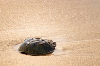Atlantik at nalı yengeci uçsuz bucaksız kumlu bir sahilde dinleniyor. Kıyıda yalnız bir kadim denizci. Doğanın sonsuz mucizesi.