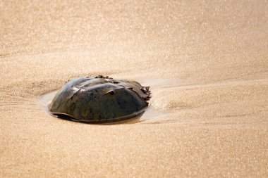Atlantik at nalı yengeci uçsuz bucaksız kumlu bir sahilde dinleniyor. Kıyıda yalnız bir kadim denizci. Doğanın sonsuz mucizesi.