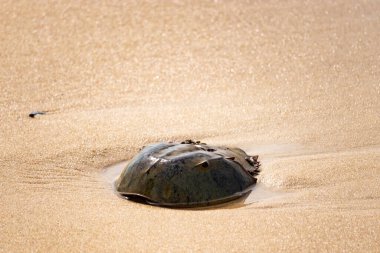 Atlantik at nalı yengeci uçsuz bucaksız kumlu bir sahilde dinleniyor. Kıyıda yalnız bir kadim denizci. Doğanın sonsuz mucizesi.