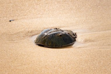 Atlantik at nalı yengeci uçsuz bucaksız kumlu bir sahilde dinleniyor. Kıyıda yalnız bir kadim denizci. Doğanın sonsuz mucizesi.