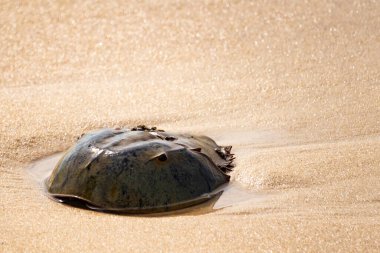 Atlantik at nalı yengeci uçsuz bucaksız kumlu bir sahilde dinleniyor. Kıyıda yalnız bir kadim denizci. Doğanın sonsuz mucizesi.