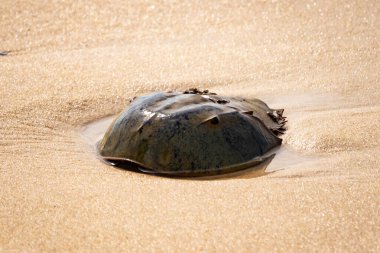 Atlantik at nalı yengeci uçsuz bucaksız kumlu bir sahilde dinleniyor. Kıyıda yalnız bir kadim denizci. Doğanın sonsuz mucizesi.