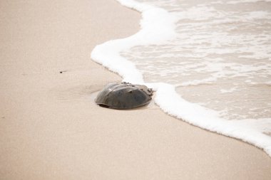 Kumsaldaki at nalı yengeci, okyanus dalgaları tarafından kısmen batırılmış. Antik deniz yaşamının kıyıya vuruşuna bir bakış.