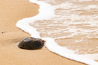 Kumsaldaki at nalı yengeci, okyanus dalgaları tarafından kısmen batırılmış. Antik deniz yaşamının kıyıya vuruşuna bir bakış.