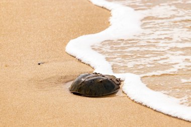 Kumsaldaki at nalı yengeci, okyanus dalgaları tarafından kısmen batırılmış. Antik deniz yaşamının kıyıya vuruşuna bir bakış.