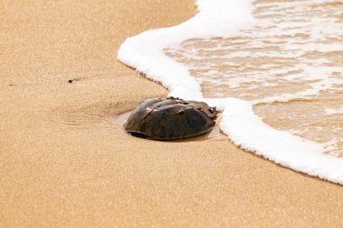Kumsaldaki at nalı yengeci, okyanus dalgaları tarafından kısmen batırılmış. Antik deniz yaşamının kıyıya vuruşuna bir bakış.