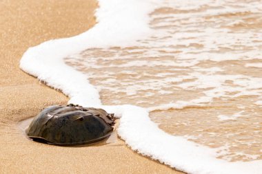 Kumsaldaki at nalı yengeci, okyanus dalgaları tarafından kısmen batırılmış. Antik deniz yaşamının kıyıya vuruşuna bir bakış.
