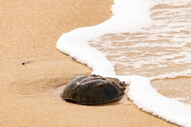 Kumsaldaki at nalı yengeci, okyanus dalgaları tarafından kısmen batırılmış. Antik deniz yaşamının kıyıya vuruşuna bir bakış.