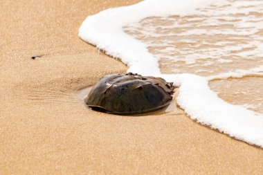 Kumsaldaki at nalı yengeci, okyanus dalgaları tarafından kısmen batırılmış. Antik deniz yaşamının kıyıya vuruşuna bir bakış.