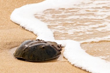 Kumsaldaki at nalı yengeci, okyanus dalgaları tarafından kısmen batırılmış. Antik deniz yaşamının kıyıya vuruşuna bir bakış.
